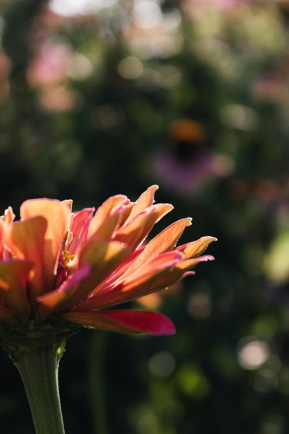 A single coral zinnia in bloom