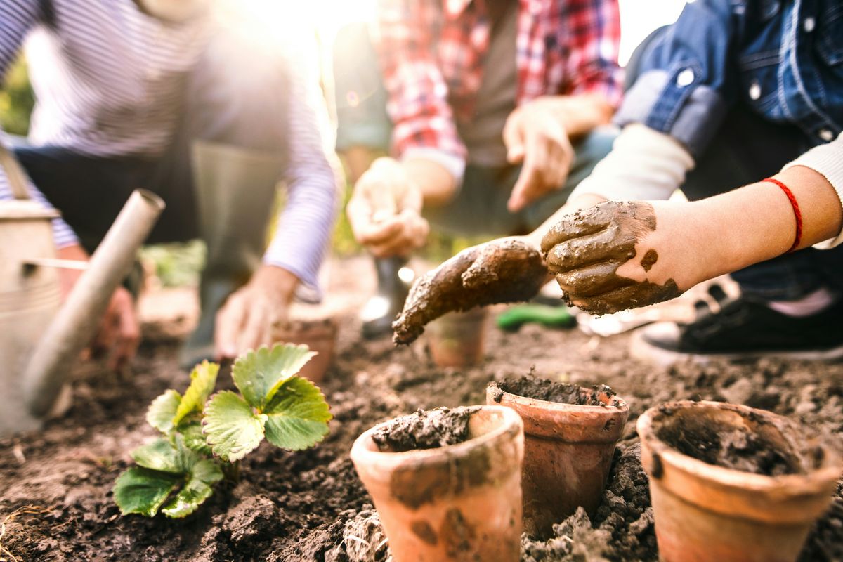 Adult and child hands planting seedlings into terracotta pots