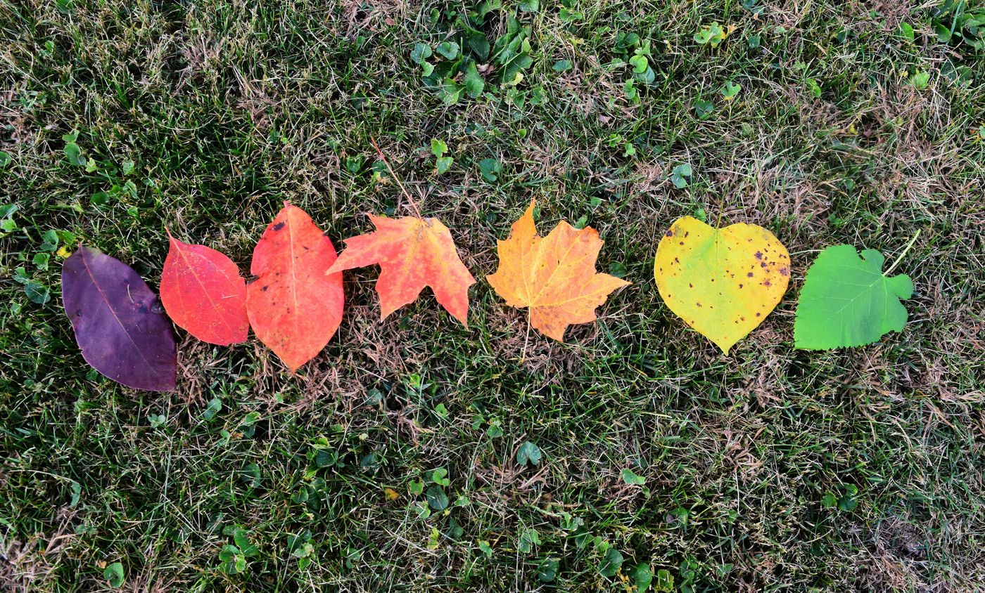 Autumn leaves laid out in a spectrum across the grass